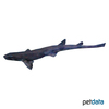 Scyliorhinus canicula Kleingefleckter Katzenhai