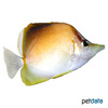 Prognathodes aculeatus Karibischer Langnasen-Falterfisch