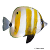 Coradion chrysozonus Augenfleck-Korallenfisch
