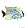 Chaetodon trifascialis Sparren-Falterfisch