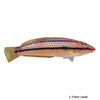 Parajulis poecilepterus China Regenbogen-Lippfisch