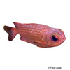 Myripristis leiognathus Panama-Soldatenfisch