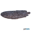 Pardachirus pavoninus Augenfleck-Seezunge