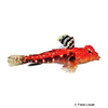 Synchiropus tudorjonesi Roter Mandarinfisch
