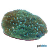 Sandalolitha robusta Pilzkoralle (LPS)