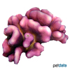 Pocillopora meandrina 'Pink' Blumenkohlkoralle (SPS)
