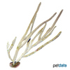 Pterogorgia anceps Karibische Gorgonie