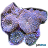Rhodactis sp. 'Purple' Scheibenanemone-Lila