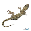Christinus marmoratus Marmorierter Gecko