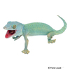 Gekko gecko Tokeh-Blue Headed Green