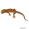Gekko gecko Tokeh-Super Red
