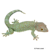 Gekko gecko Tokeh-Powder Blue Red Spotted
