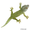 Gekko gecko Tokeh-Olive Patternless