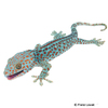 Gekko gecko Tokeh-Hypomelanistic