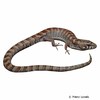 Elgaria kingii Arizona-Alligatorschleiche
