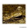 Crotalus mitchellii Gefleckte Klapperschlange