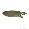 Apalone mutica Glattrand-Weichschildkröte