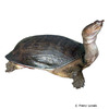 Apalone ferox Florida-Weichschildkröte