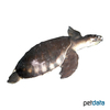 Carettochelys insculpta Papua-Weichschildkröte