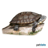 Mauremys mutica Dreikiel-Wasserschildkröte