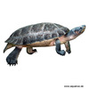 Batagur trivittata Burma-Dachschildkröte