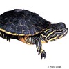 Deirochelys reticularia Langhals-Schmuckschildkröte