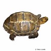 Manouria impressa Hinterindische Landschildkröte