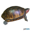 Kinosternon subrubrum Pennsylvania-Klappschildkröte