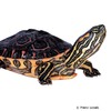 Trachemys ornata Nayarit-Schmuckschildkröte
