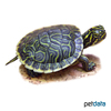 Pseudemys peninsularis Peninsula-Schmuckschildkröte