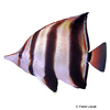 Chelmonops truncatus Schwarzbinden-Pinzettfisch