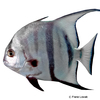 Chaetodipterus faber Atlantischer Spatenfisch