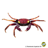 Geosesarma sp. 'Daredevil' Daredevil-Vampirkrabbe