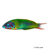Thalassoma genivittatum Vielfarben-Lippfisch