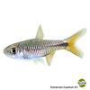 Rasbora lacrimula Kirschfleckbärbling