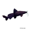 Hemibagrus wyckii Süßwasserhai