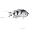 Genicanthus spinus Pitcairn-Lyrakaiserfisch