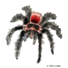 Grammostola iheringi Iherings Vogelspinne