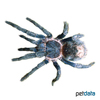 Thrixopelma longicolli Blaue Peru-Vogelspinne