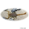 Buthacus arenicola Sand-Skorpion