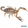 Opistophthalmus boehmi Orangegelber Tansania-Skorpion