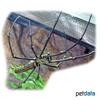 Nephila pilipes Riesen-Radnetzspinne