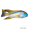 Buccochromis rhoadesii Gelber Lepturus-Buntbarsch
