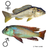 Buccochromis nototaenia Rückenstreifen-Buntbarsch
