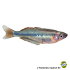 Chilatherina alleni Wapoga-Regenbogenfisch