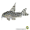 Hoplisoma sp. 'CW111' Zebra-Panzerwels CW111
