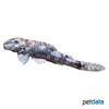 Parotocinclus jumbo Pitbull-Otocinclus