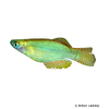 Procatopus nototaenia 'Edea' Langflossen-Leuchtaugenfisch Edea