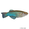 Procatopus aberrans Blaugrüner Leuchtaugenfisch