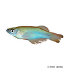 Procatopus nototaenia 'Yabassi' Langflossen-Leuchtaugenfisch Yabassi